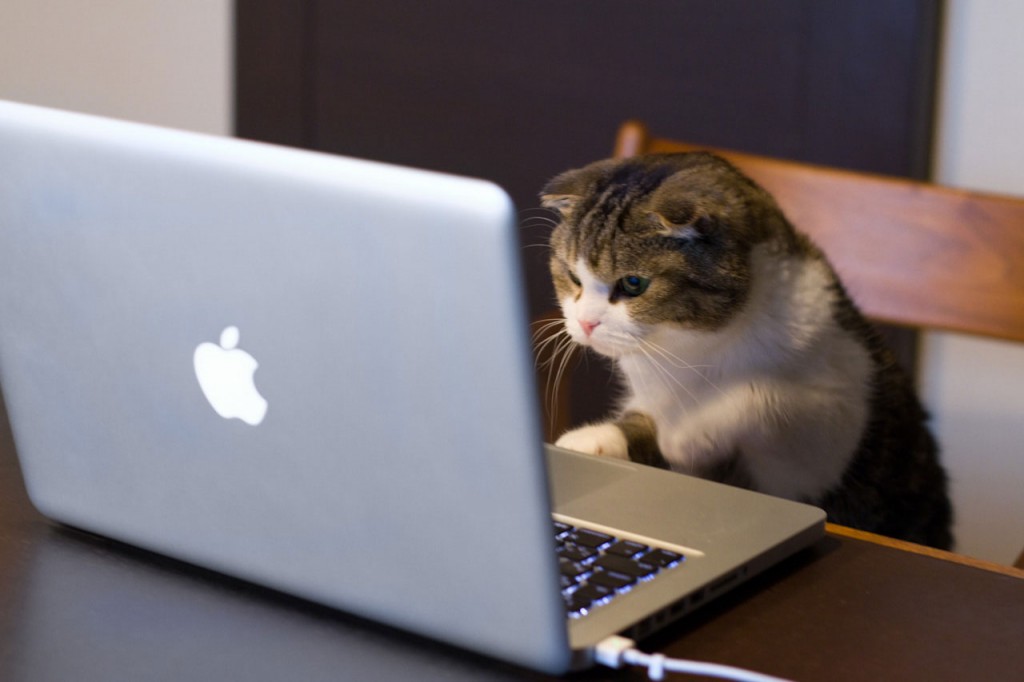 gato usando computadora